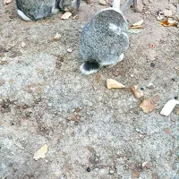 یک جفت خرگوش بازیگوش|موش و خرگوش|شوط, |دیوار