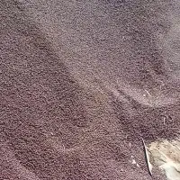 لوبیا قرمز درشت بذریاقوت درجه ۱|عمدهفروشی|الیگودرز, |دیوار