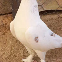 کفتر پرشی اصیل|پرنده|هشتگرد, شهرک گلها|دیوار