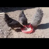 مرغ و خروس آمروک کاشمر