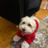 سگ خانگی شیتزو|سگ|رودبار, |دیوار