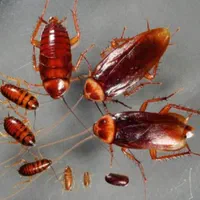 سم پاشی ساس،سم پاشی موریانه،موش،سوسک کابینتی|خدمات نظافت|بندرعباس, |دیوار