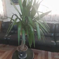 گل طبیعی یوکا|گل و گیاه طبیعی|قم, امامزاده ابراهیم|دیوار