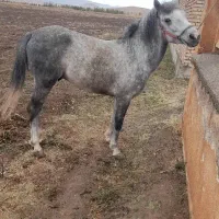 اسب نریان|اسب و تجهیزات اسب‌سواری|ارومیه, |دیوار