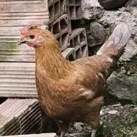 نیمچه گلین مرغ و خروس کارچ شو اصل کاکل|حیوانات مزرعه|کردکوی, |دیوار