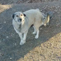 واگذاری توله سگ|سگ|باسمنج, |دیوار