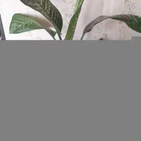 گل دیفن باخیا