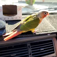 طوطی گرینچیک