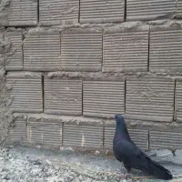 کفتر پلاکی اصل و دمگیر غلاغ درجه یک دم لول|پرنده|اصفهان, برازنده|دیوار