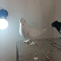 کفتر|پرنده|شیراز, تندگویان|دیوار