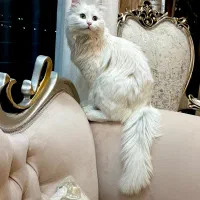 واگذاری گربه