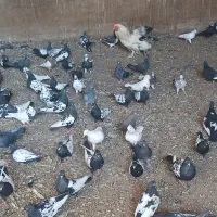 کفتر نقش و پلاکی