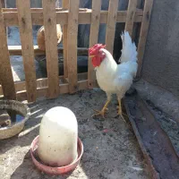 حیوانات مزرعه