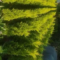 لاوسون فونیکس فینیکس گل و گیاه کاج طلایی|گل و گیاه طبیعی|چابکسر, |دیوار