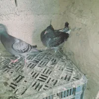 معاوضه یا فروشی|پرنده|فراغی, |دیوار