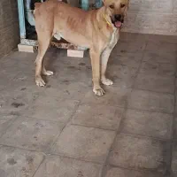 نر سراب افغان