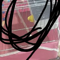 مرغ عشق|پرنده|صحنه, |دیوار