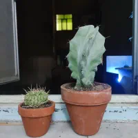 کاکتوس کلکسیونی