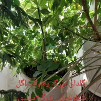 گل‌وگلدان بزرگ وشیک نونو|گل و گیاه طبیعی|ورامین, ورامین|دیوار