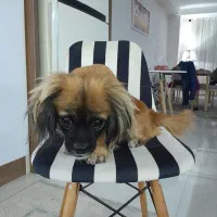 سگ تربیت شده