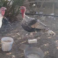 بوقلمون نر و ماده و تعدادی غاز