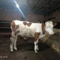 چهار تار گوساله نر