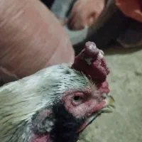 لاری ریشی جوان|حیوانات مزرعه|شهمیرزاد, |دیوار