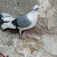 کفتر پشتدار