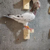 کفتر پلاکی طوقی