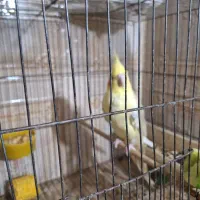 عروس هلندی|پرنده|گتوند, |دیوار