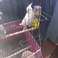 عروس هلندی|پرنده|مشهد, فارغ التحصیلان|دیوار