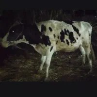 گاو آبستن|حیوانات مزرعه|لیسار, |دیوار