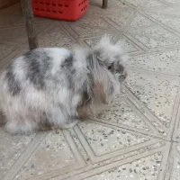 دو عدد خرگوش ب سالع ب فروش میرسد|موش و خرگوش|فلاورجان, |دیوار