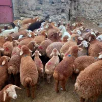 گوسفنده زنده در اسلامشهر وتمام نقاط تهران