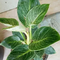 فروش ویژه گل و گیاه آپارتمانی