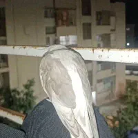 عروس هلندی گم شده|پرنده|کازرون, |دیوار