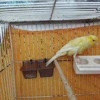 قناری نر حدوداً هفت ماها کشیده بلند|پرنده|فولادشهر, C8|دیوار