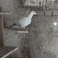 ده تا کبوتر آلمانی پرشی|پرنده|رشتخوار, |دیوار