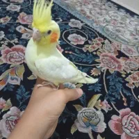 جفت عروس هلندی جوجه