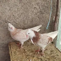 کفتر کبوتر جوجه