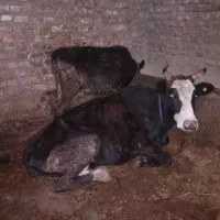 گاو|حیوانات مزرعه|گرگان, |دیوار