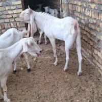 تعداد ۷ بز گلابی ۶ بز و یه تکه .و چند بزغاله گلابی|حیوانات مزرعه|قائن, |دیوار