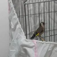 سهره ماده یخورده کار داره آماده بشه تاتی بده معاوض