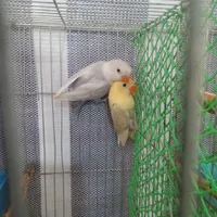 پرنده