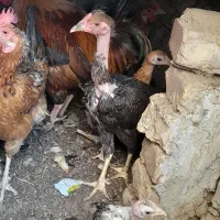 نوچه گردن لیسک