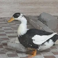 اوردک نر