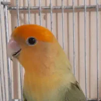 طوطی برزیلی اهلی