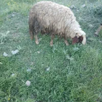 یک عدد کاور ورن سنجابی