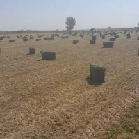 خرید و فروش علوفه یونجه|خدمات باغبانی و درختکاری|قزوین, |دیوار