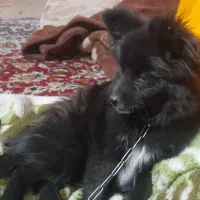 سگ پاکوتا قشنگ